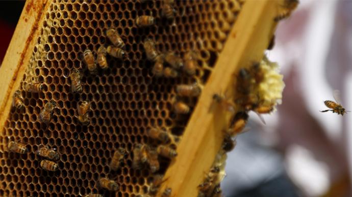 Початковий курс